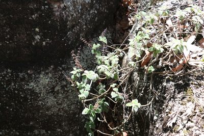 Coleus habrophyllus, photographed by Greg Tasney
