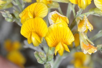 Adesmia candida, photographed by aacocucci