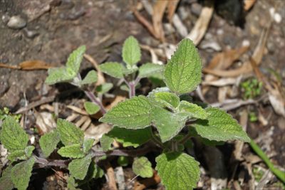 Coleus habrophyllus, photographed by Greg Tasney