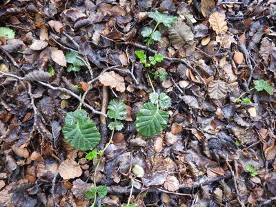 Rubus geoides, photographed by María Regina Silva