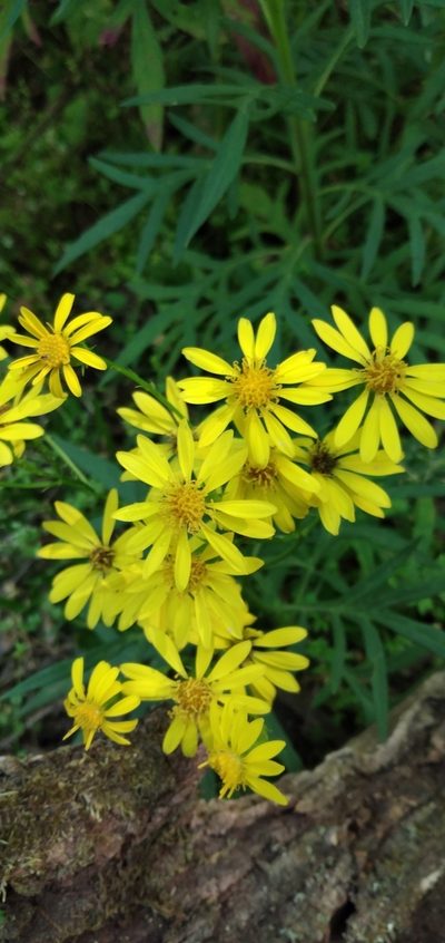 Senecio rudbeckiifolius, photographed by Fede y Vani