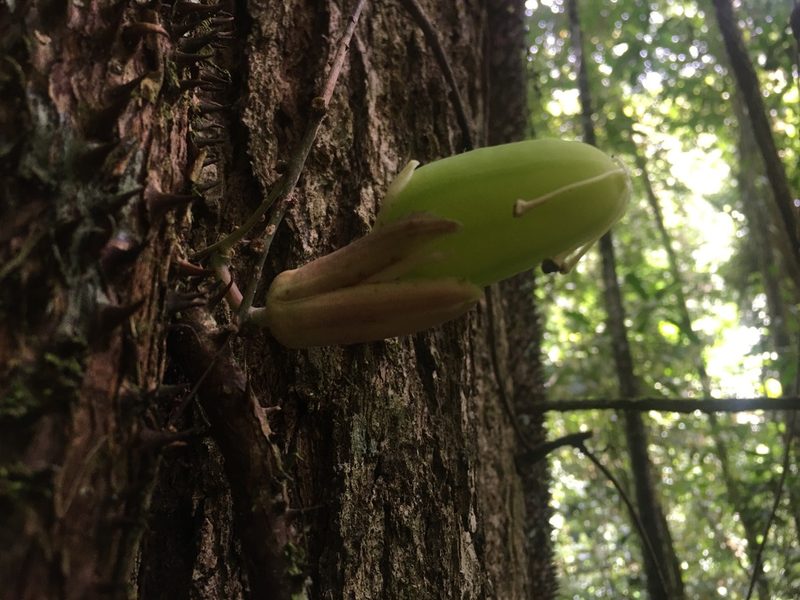 Passiflora contracta, photographed by B. Phalan