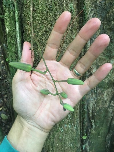 Passiflora contracta, photographed by B. Phalan