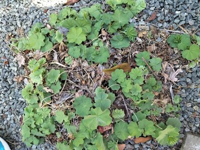 Alchemilla mollis, photographed by Colin Meurk