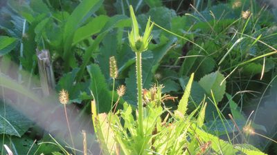 Dipsacus laciniatus, photographed by Jason Swanson