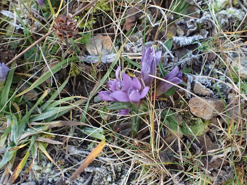 Gentianella austriaca, photographed by Juraj Ahel