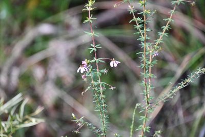 Bauera rubioides, photographed by Thomas Mesaglio