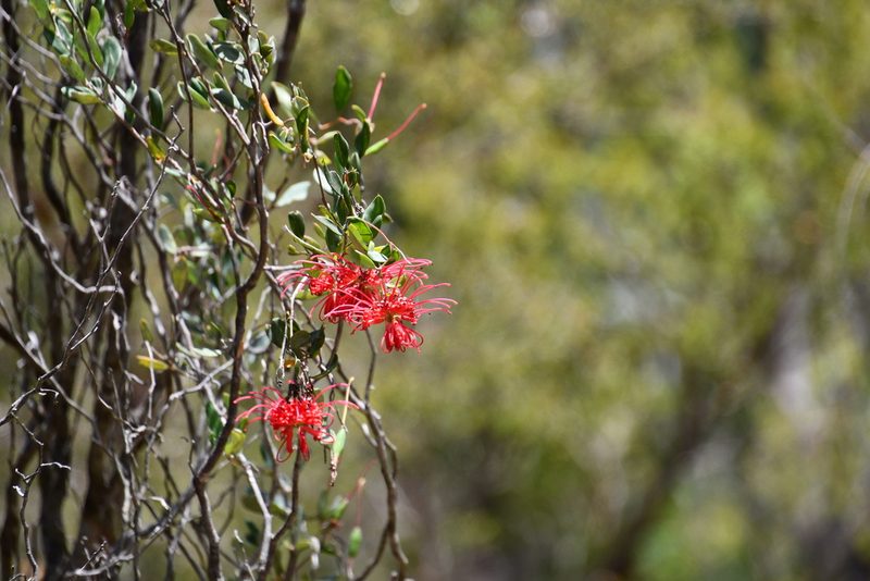 Grevillea speciosa, photographed by Thomas Mesaglio