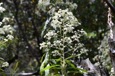 Astrotricha floccosa, photographed by Thomas Mesaglio