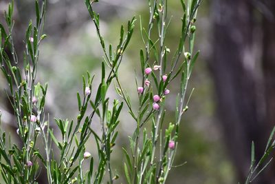 Eriostemon australasius, photographed by Thomas Mesaglio