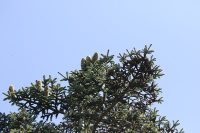 Abies procera, photographed by Charlie Farrell