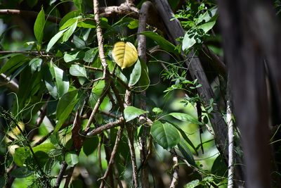 Solandra maxima, photographed by Thomas Mesaglio
