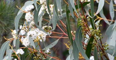 Eucalyptus sieberi, photographed by Thomas Mesaglio