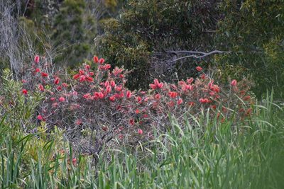 Melaleuca linearis, photographed by Thomas Mesaglio