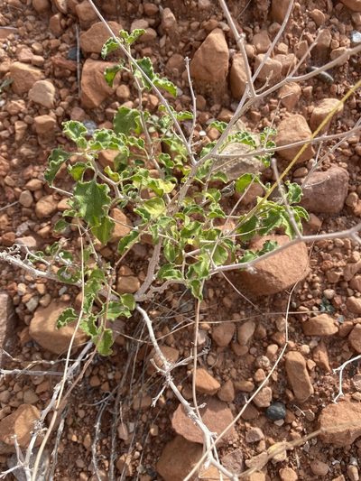 Encelia resinifera, photographed by Elliott Gordon