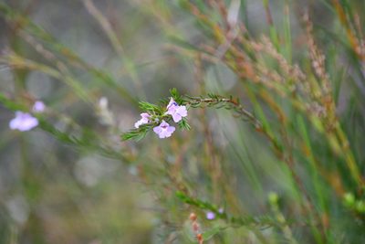 Hemigenia purpurea, photographed by Thomas Mesaglio
