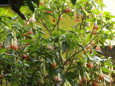 Brugmansia suaveolens, photographed by Ana Laura Fiori Dalcin