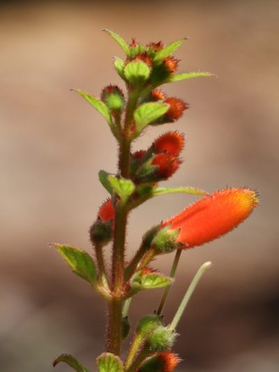 Kohleria tubiflora, photographed by fede2cr