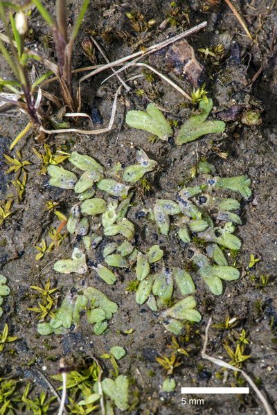 Riccia crozalsii, photographed by Peter de Lange
