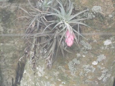 Tillandsia stricta, photographed by Ana Laura Fiori Dalcin