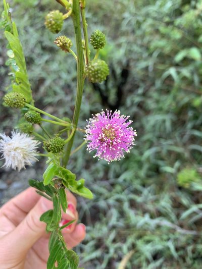 Mimosa cuzcoana, photographed by Line Juul Nielsen