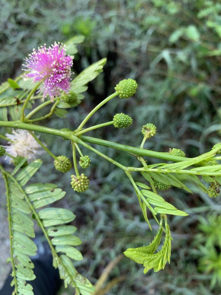 Mimosa cuzcoana, photographed by Line Juul Nielsen