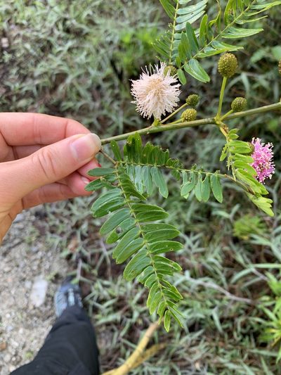 Mimosa cuzcoana, photographed by Line Juul Nielsen