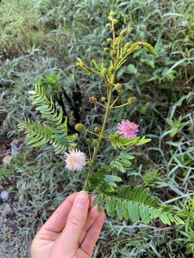 Mimosa cuzcoana, photographed by Line Juul Nielsen