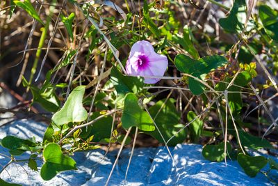 Ipomoea sagittata, photographed by Melissa McMasters