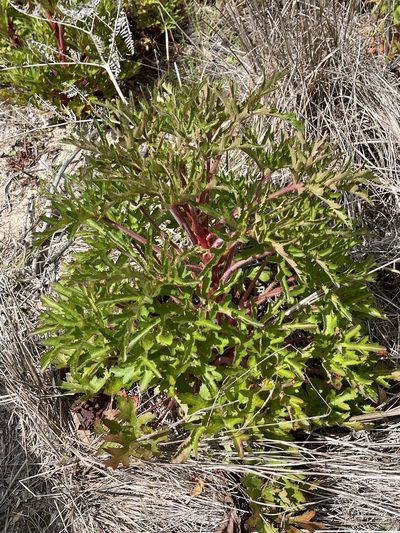 Trachymene composita, photographed by libby hepburn