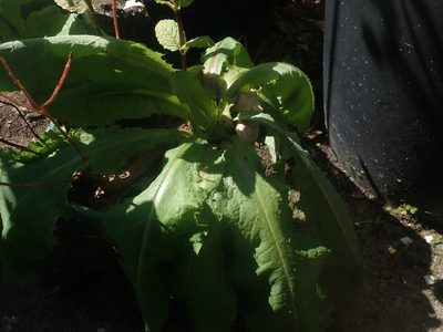 Lactuca virosa, photographed by Tony Wills