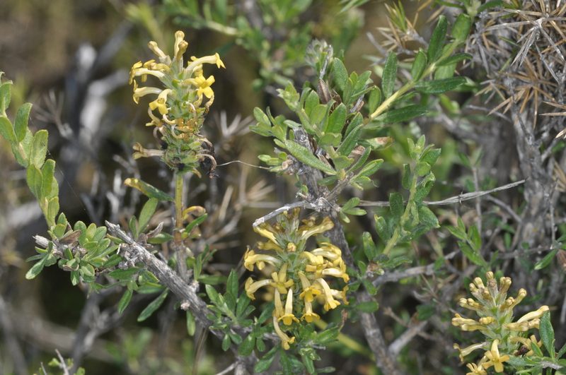 Mulguraea ligustrina, photographed by aacocucci