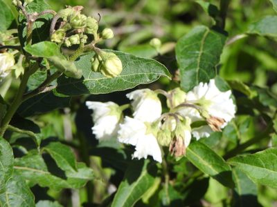 Solanum bonariense, photographed by Leonel Roget
