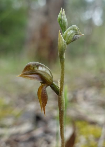 Pterostylis squamata, photographed by yatesy
