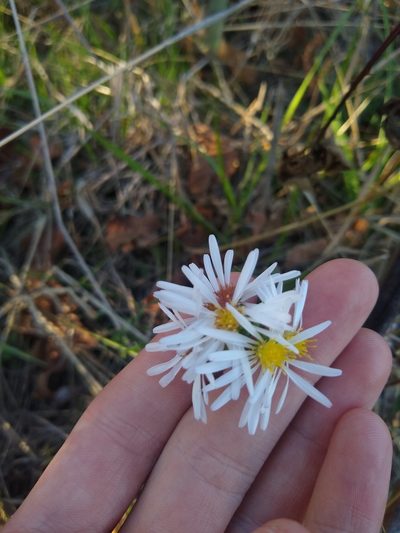 Symphyotrichum hallii, photographed by Sean Haight