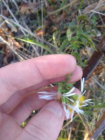 Symphyotrichum hallii, photographed by Sean Haight