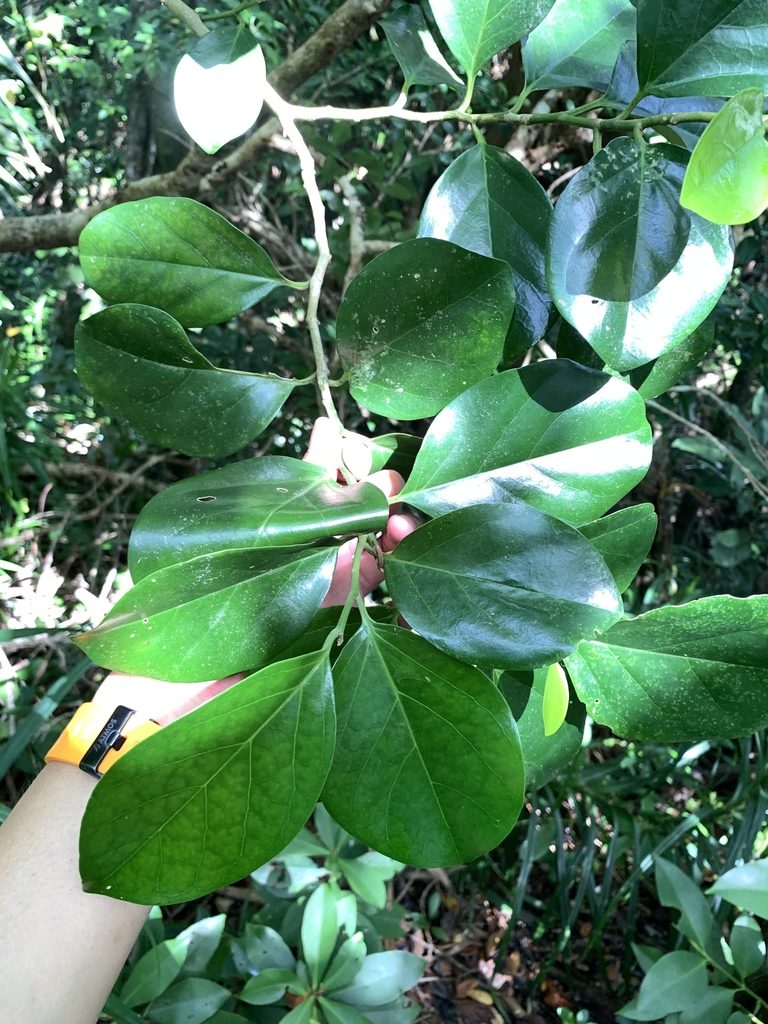 Gomphandra luzoniensis, photographed by 呂一起(Lyu yi-chi)