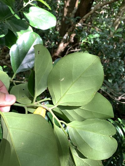 Gomphandra luzoniensis, photographed by 呂一起(Lyu yi-chi)