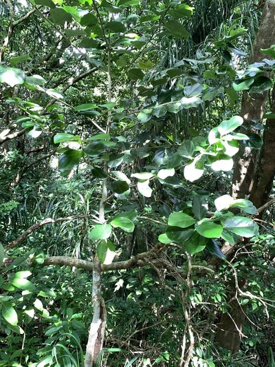 Gomphandra luzoniensis, photographed by 呂一起(Lyu yi-chi)