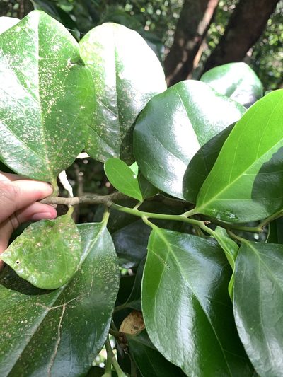 Gomphandra luzoniensis, photographed by 呂一起(Lyu yi-chi)