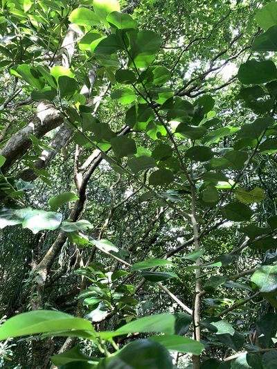 Gomphandra luzoniensis, photographed by 呂一起(Lyu yi-chi)