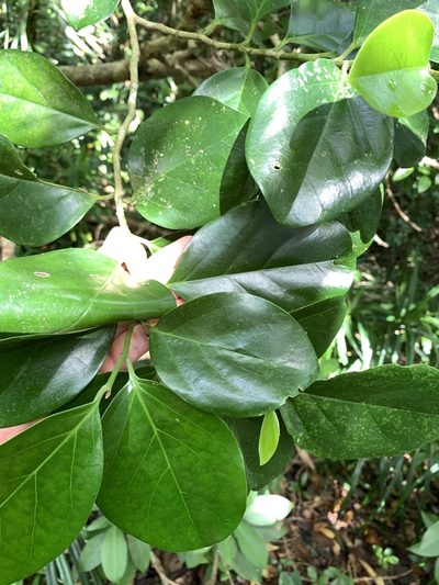 Gomphandra luzoniensis, photographed by 呂一起(Lyu yi-chi)