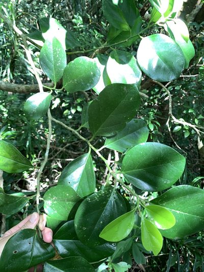 Gomphandra luzoniensis, photographed by 呂一起(Lyu yi-chi)