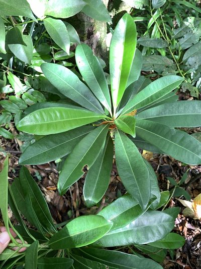 Excoecaria kawakamii, photographed by 呂一起(Lyu yi-chi)