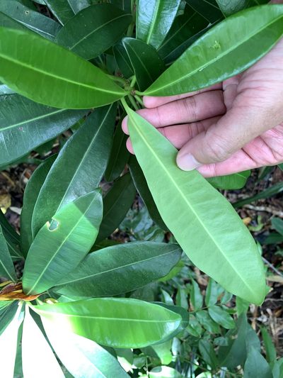 Excoecaria kawakamii, photographed by 呂一起(Lyu yi-chi)