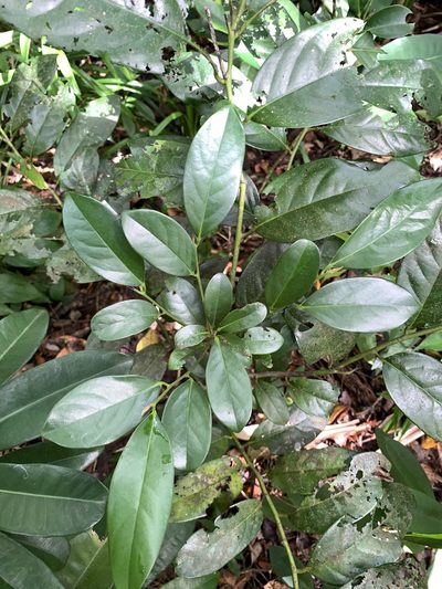 Diospyros maritima, photographed by 呂一起(Lyu yi-chi)