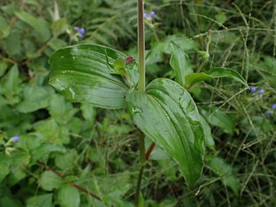 Tinantia erecta, photographed by Skjold Søndergaard