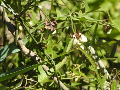 Araujia angustifolia, photographed by Leonel Roget