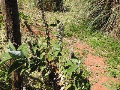 Buddleja stachyoides, photographed by Leonel Roget