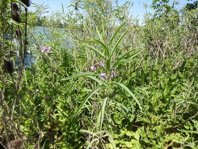 Solanum glaucophyllum, photographed by Leonel Roget